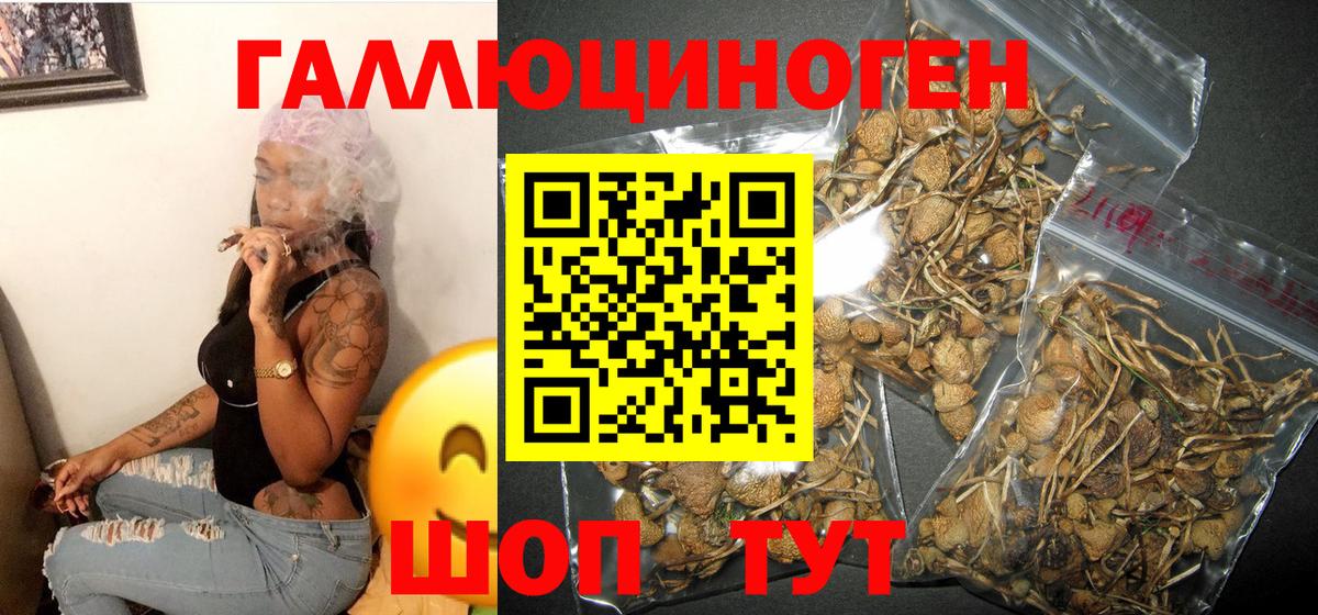 Галлюциногенные грибы GOLDEN TEACHER  закладка  Орск  Псилоцибиновые грибы GOLDEN TEACHER  Вход с VPN 